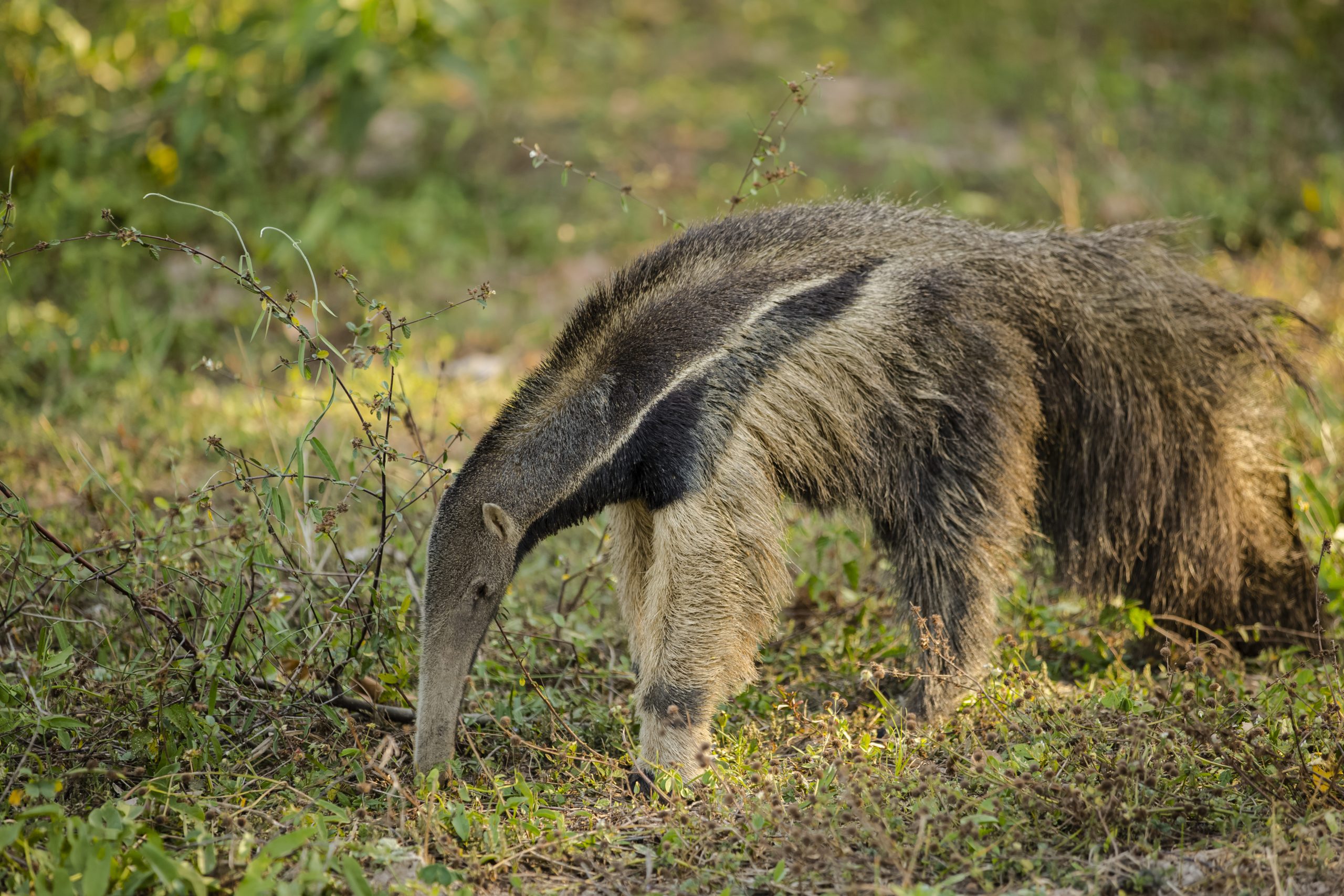 Grosser Ameisenbär