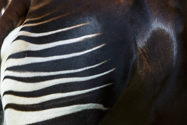 Okapi