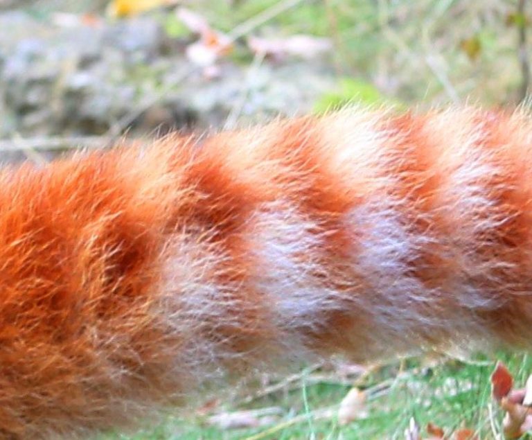 Roter Panda