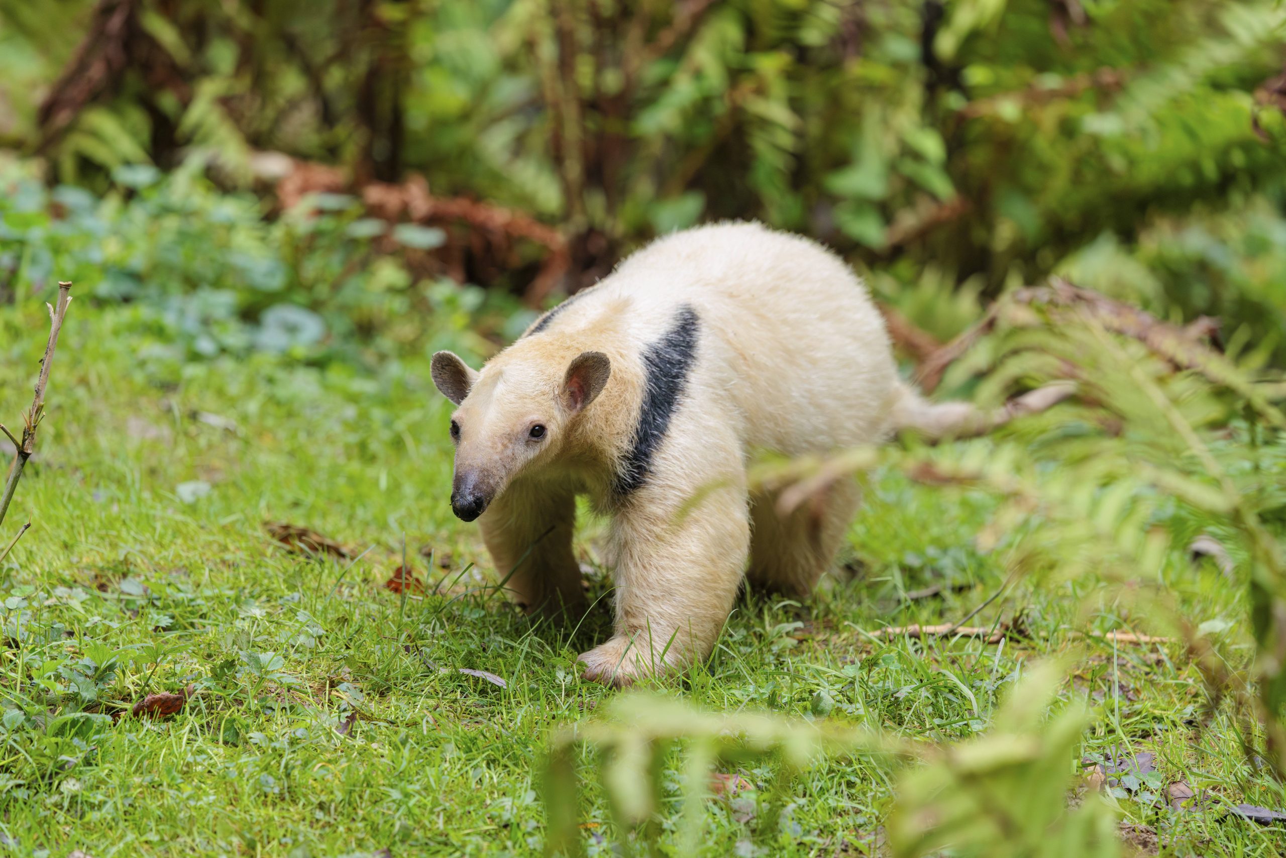 Südlicher Tamandua