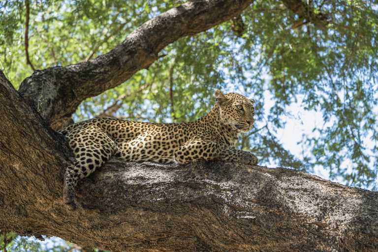 Leopard