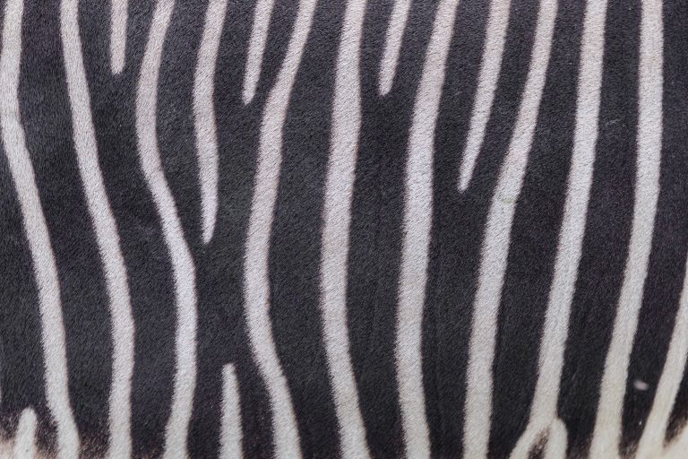 Fellmuster Grevyzebra