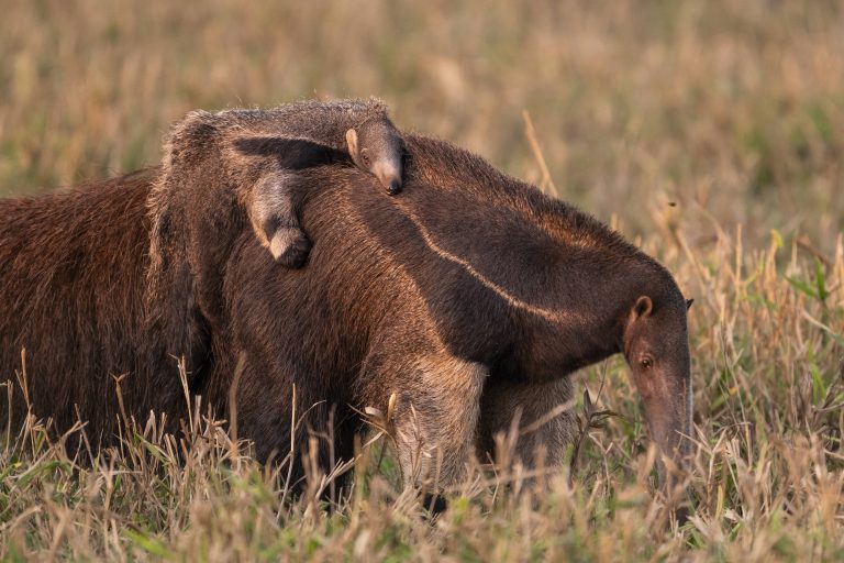 Grosser Ameisenbär