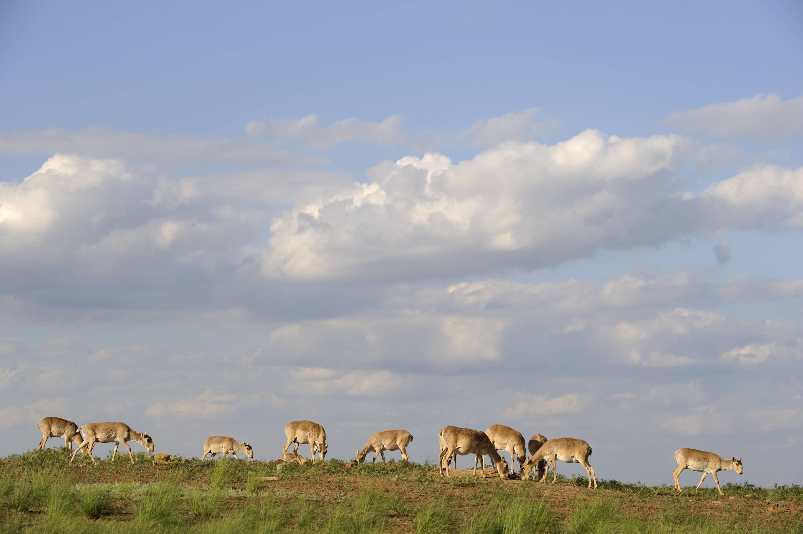 Saiga-Antilopen