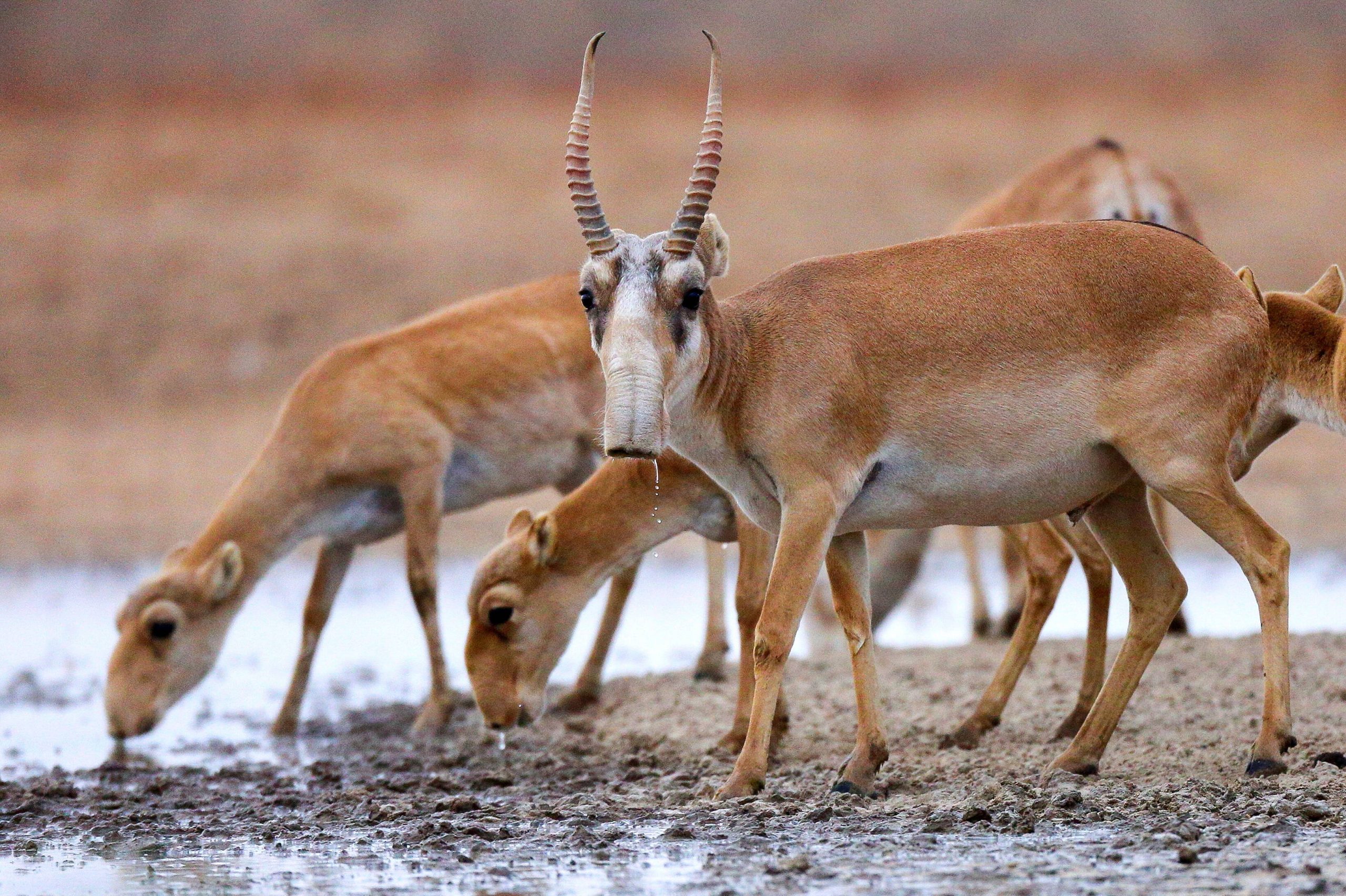 Saiga-Antilopen