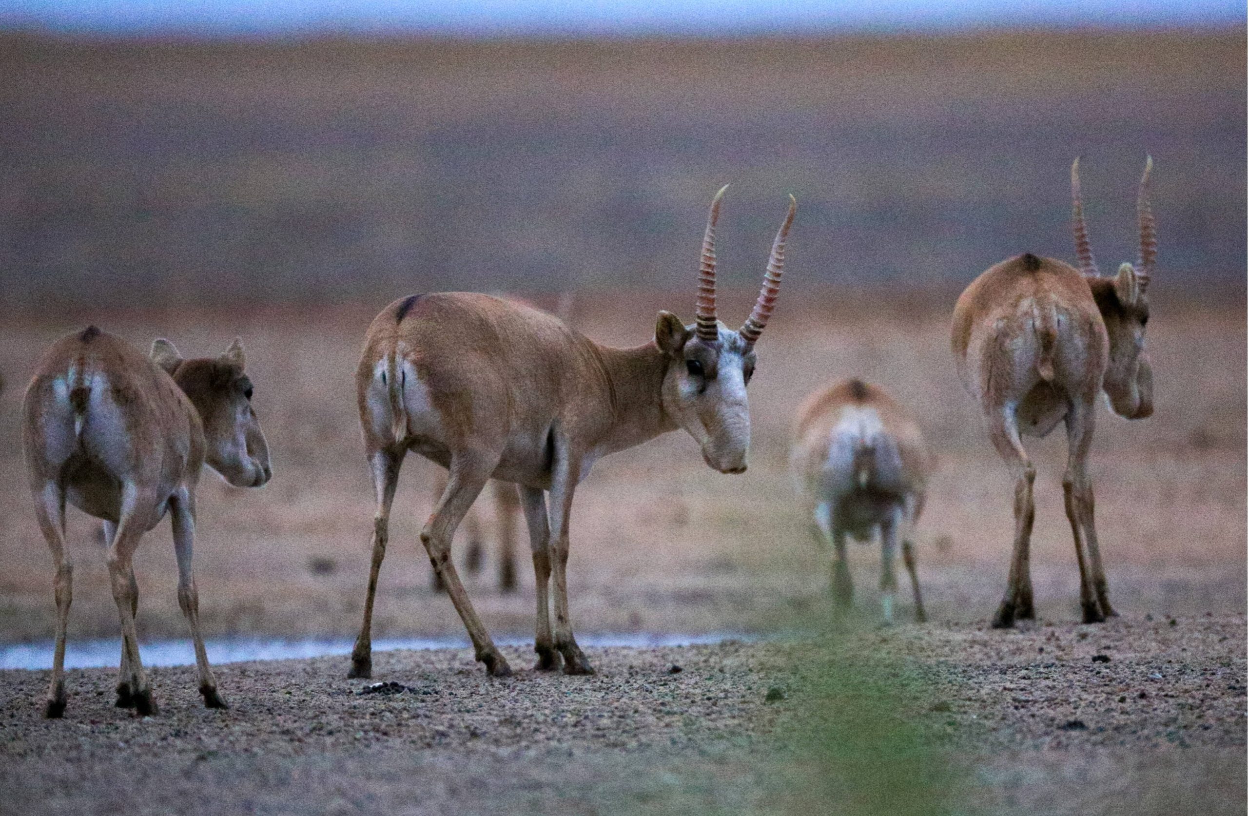 Saiga-Antilopen