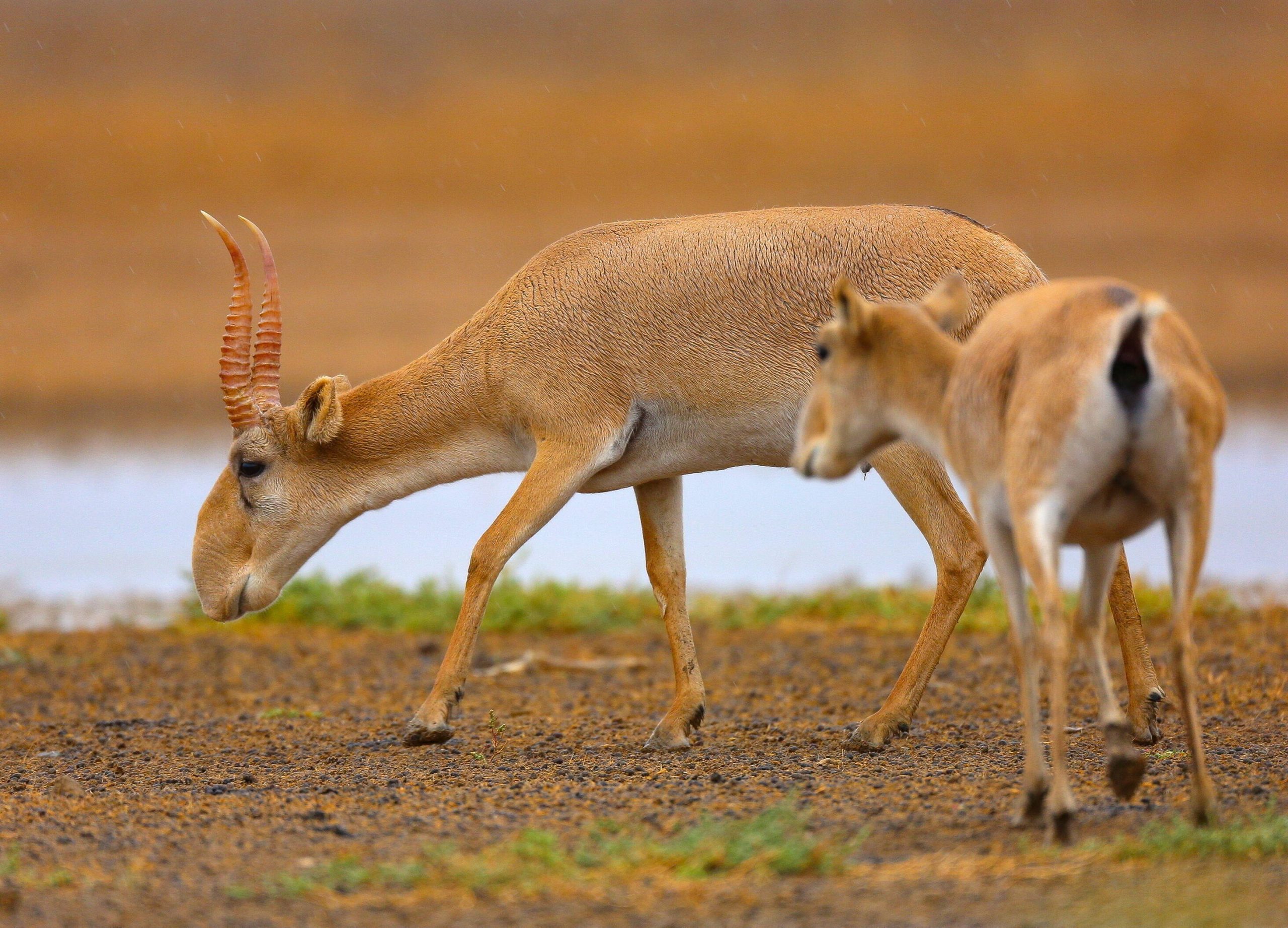 Saiga-Antilopen