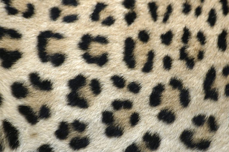 Leopard