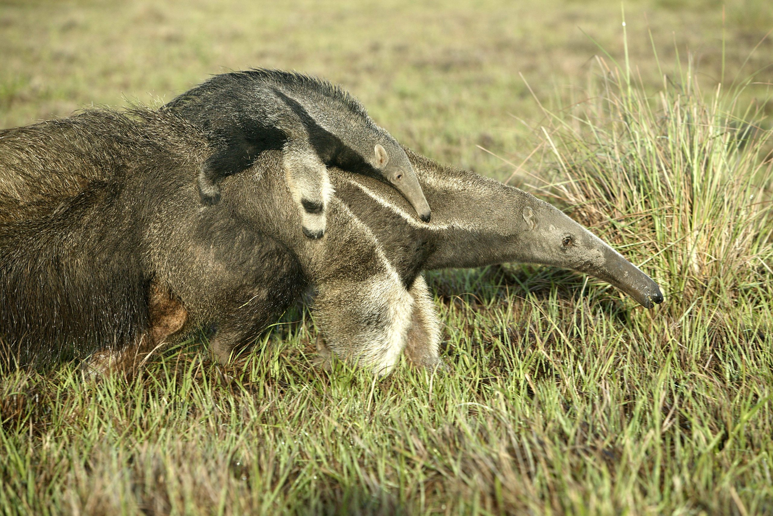 Grosser Ameisenbär