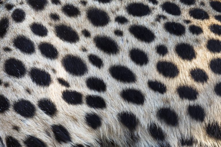 Gepard
