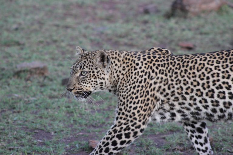 Leopard