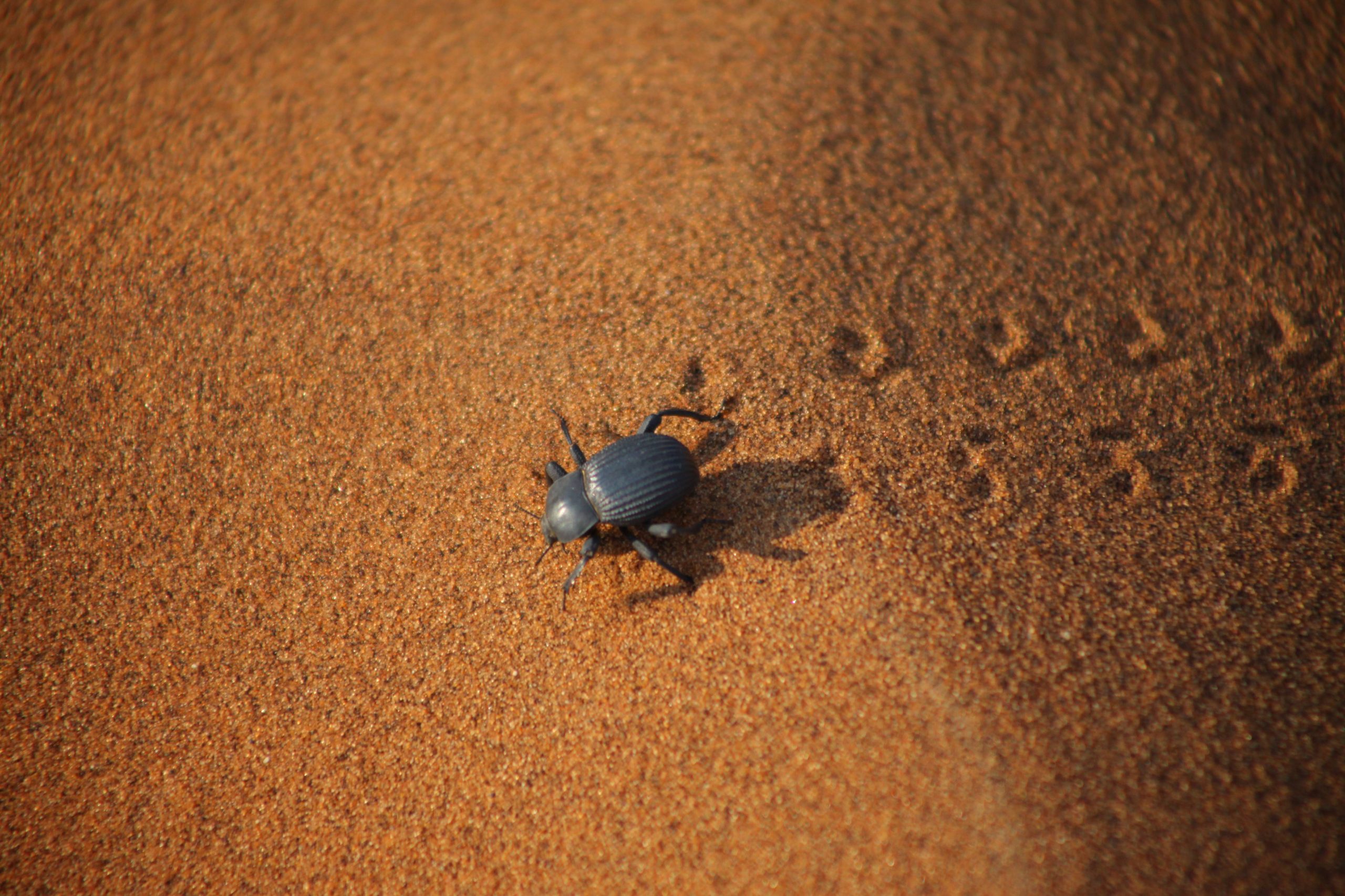 Nebeltrinkerkäfer in der Namib-Wüste