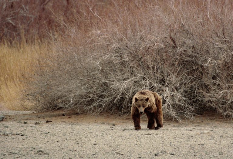 Gobi-Bär