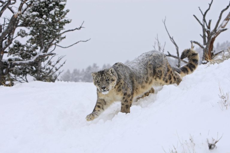 Schneeleopard